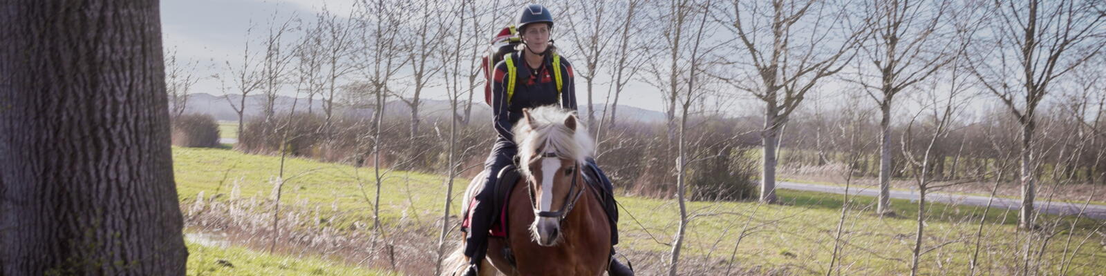Paard in galop in actie
